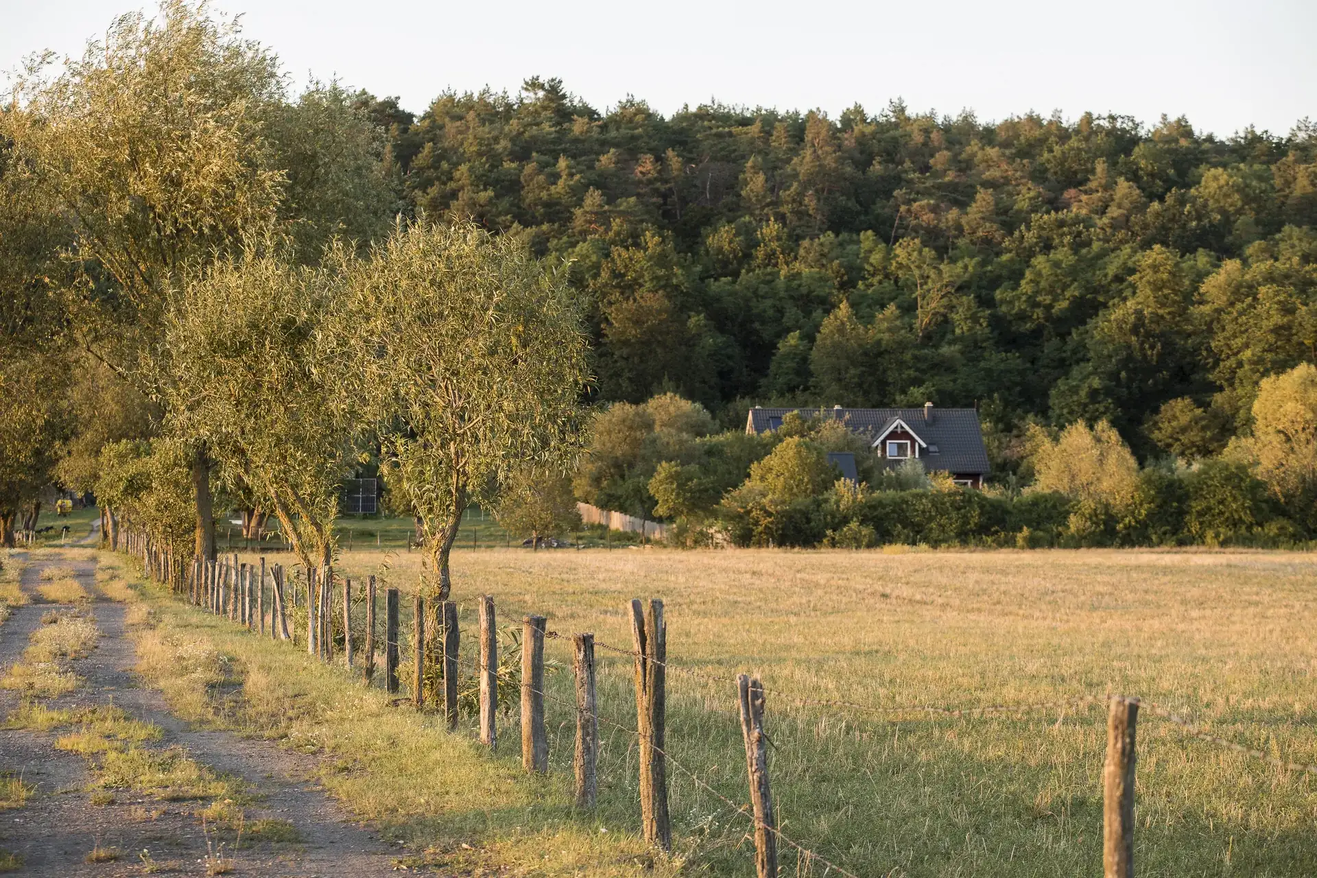 Polna droga wzdłuż rzędu wierzb, w tle dom pod lasem